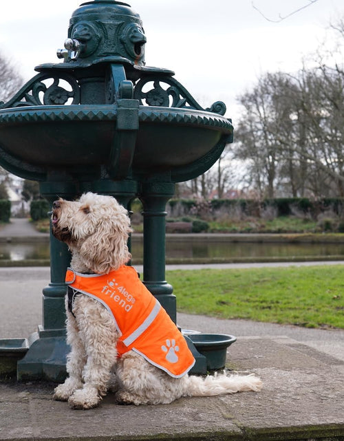 Load image into Gallery viewer, Upgraded Reflective Dog Vest. Hi-Visibility, Fluorescent Blaze Orange Dog Vest Helps Protect Your Best Friend. Safeguard Your PUP from Motorists & Hunting Accidents, on or off Leash by