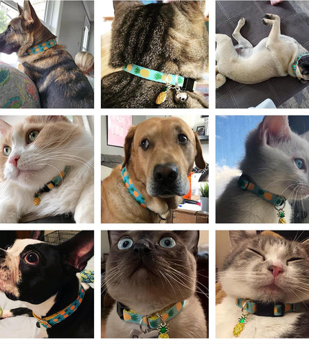 Pet Supplies, (Tropical Pineapple) Cat Collar, Dog Collar, Cat Leash, Dog Leash for Cats, Puppies, Small Medium Large Dogs